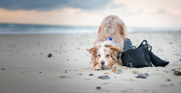 Hier ist die Checkliste für den Urlaub mit Hund