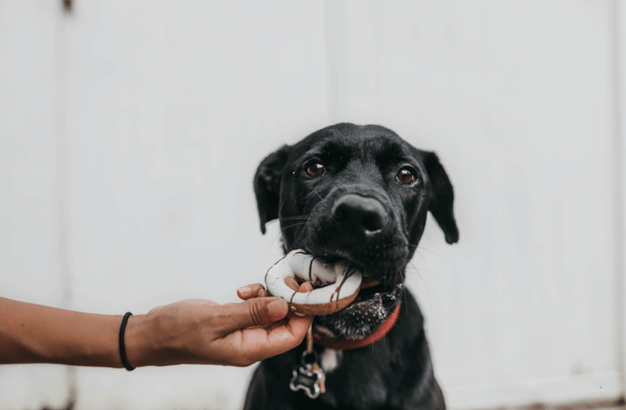 6 Dinge, die dein Hund nicht essen darf
