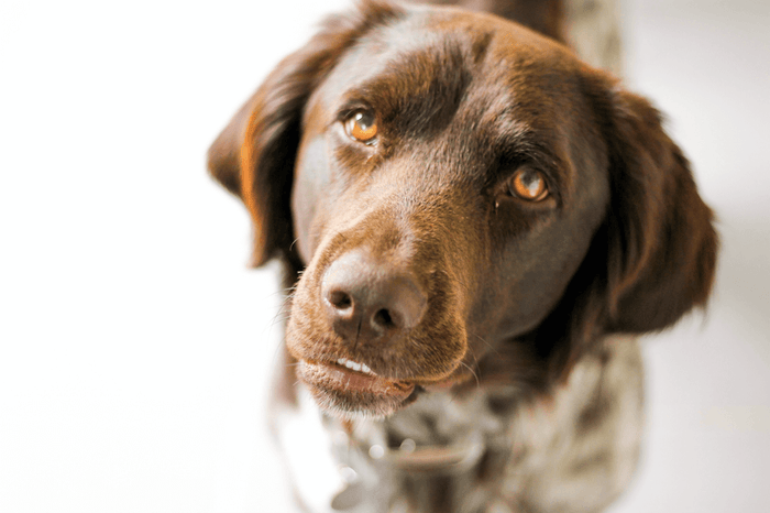 5 Tipps, wenn dein Hund bettelt