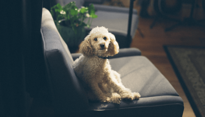 10 Tipps für den Umzug mit deinem Hund