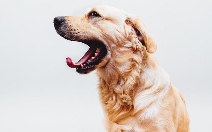 Liebt dein Hund dich?