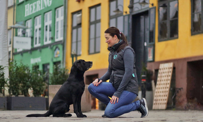 Bist du ein rücksichtsvoller Hundebesitzer?