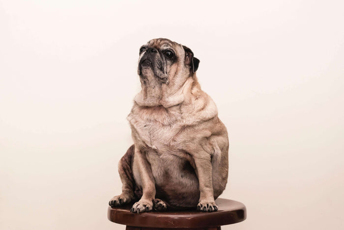 5 Tipps, die deinem Hund helfen, unerwünschte Kilos loszuwerden
