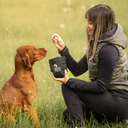 6 ting som hunden ikke må spise