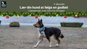 Julekalender med Hundeliv | Låge 17 - Lær din hund at følge en godbid