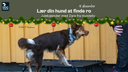 Julekalender med Hundeliv | Låge 18 - Lær din hund at finde ro