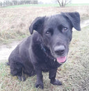 Bastian - om at tage ansvar for sin hund, når man selv bliver gammel