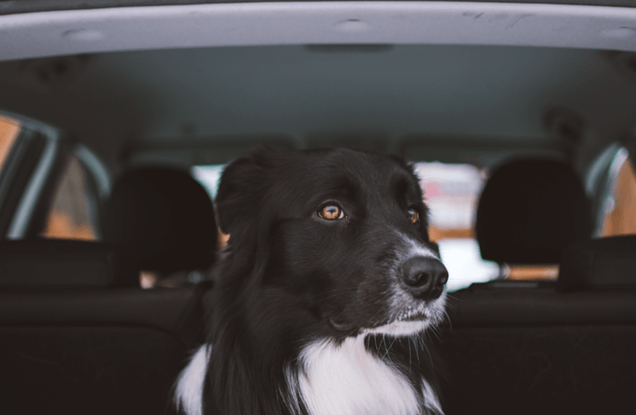 Lasse deinen Hund niemals in einem heißen Auto zurück