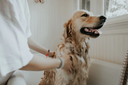 How often should you wash your dog?