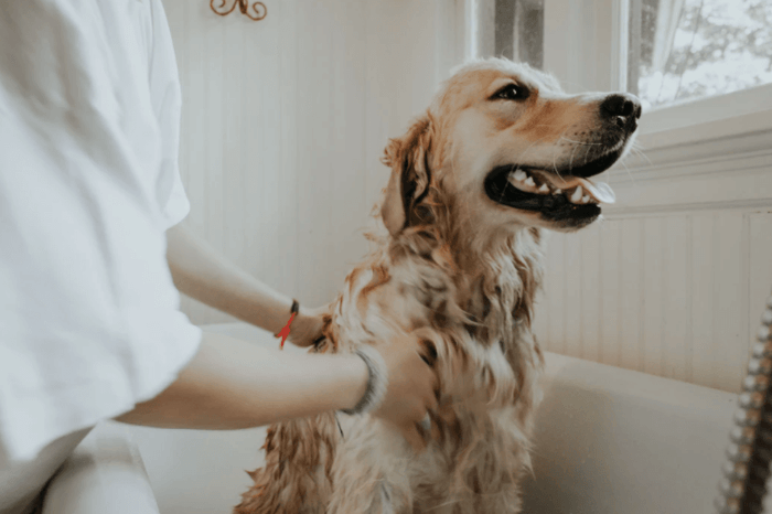 Wie oft solltest du deinen Hund baden?
