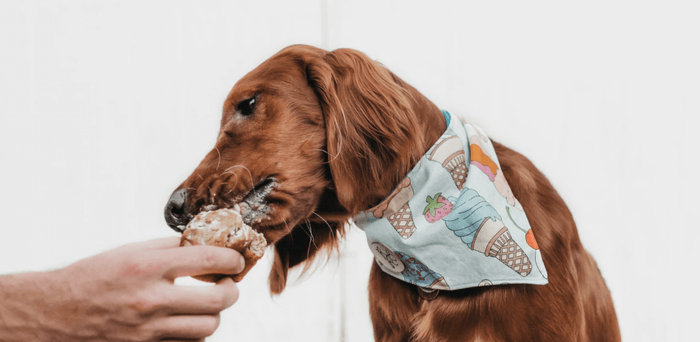 Hunde-Eis und andere Sommersnacks