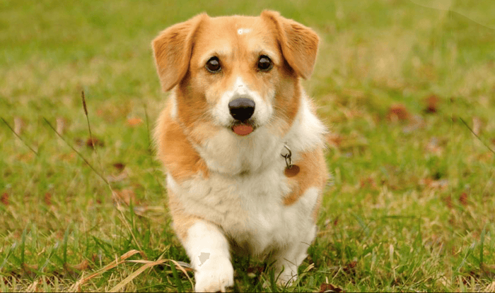 10 Fototipps für dein Hunde-Shooting