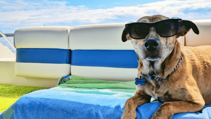 Sommeraktivitäten mit deinem Hund