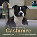 KeepDry Overgangsjakke 2.0 | Mænd | Sort | Cashmire