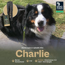 Hundelufterbukser 3.0 | Vinter | Sort | Kort | Charlie