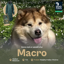 KeepDry Dog Walker Mantel | Pinetree | Macro