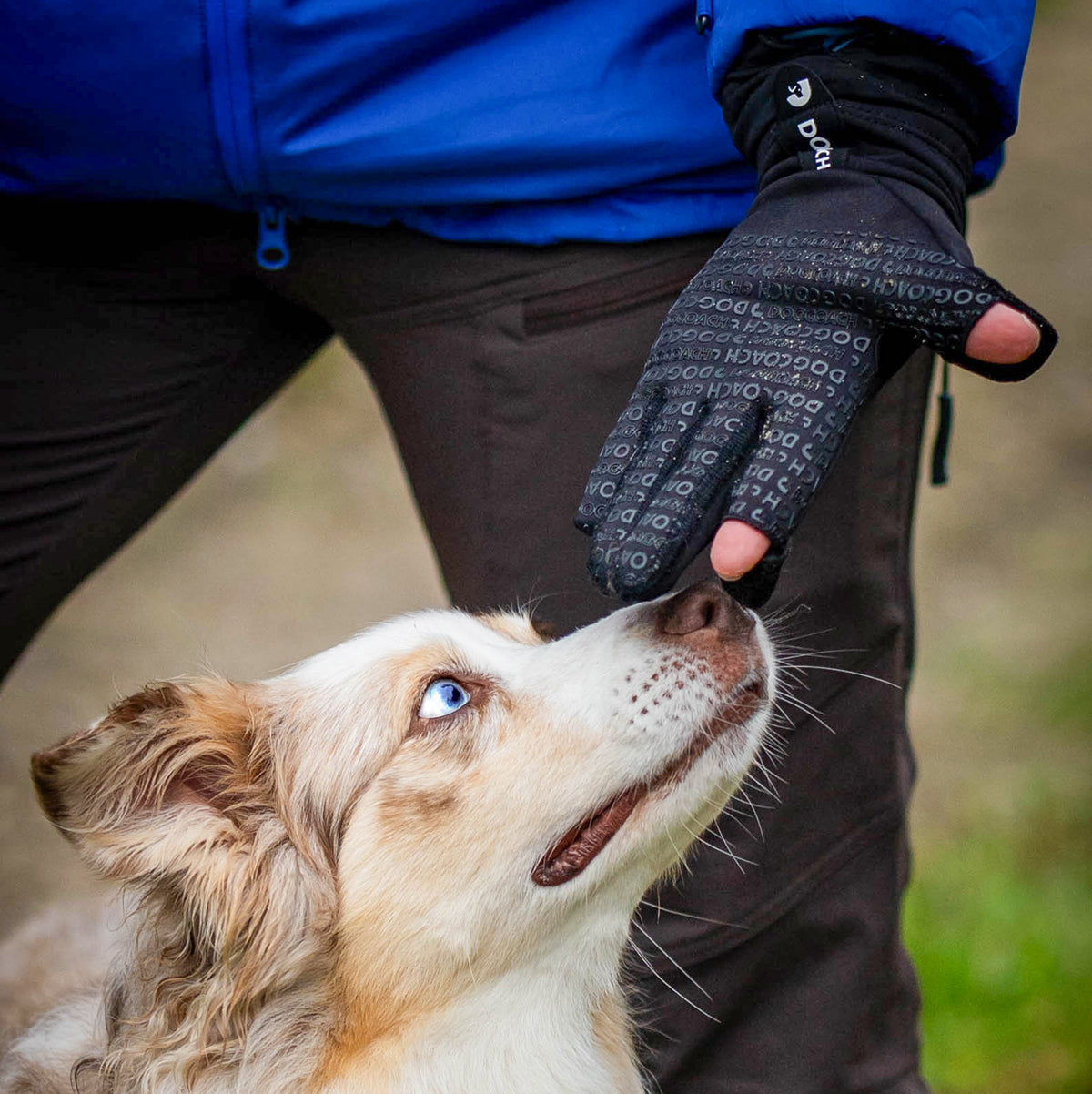 hundekot handschuhe DogCoach Allround Leckerli-Handschuhe | Unisex | Schwarz