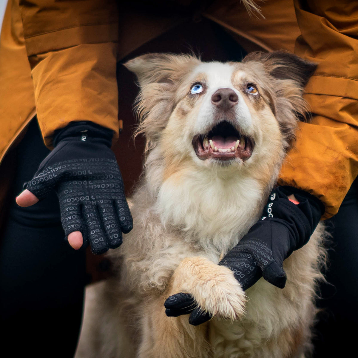 handschuhe für hundebesitzer DogCoach Allround Leckerli-Handschuhe | Unisex | Schwarz