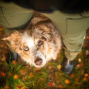 Hundelufterbukser 2.0 | Vinter | Beetle | Regular | CatchMe