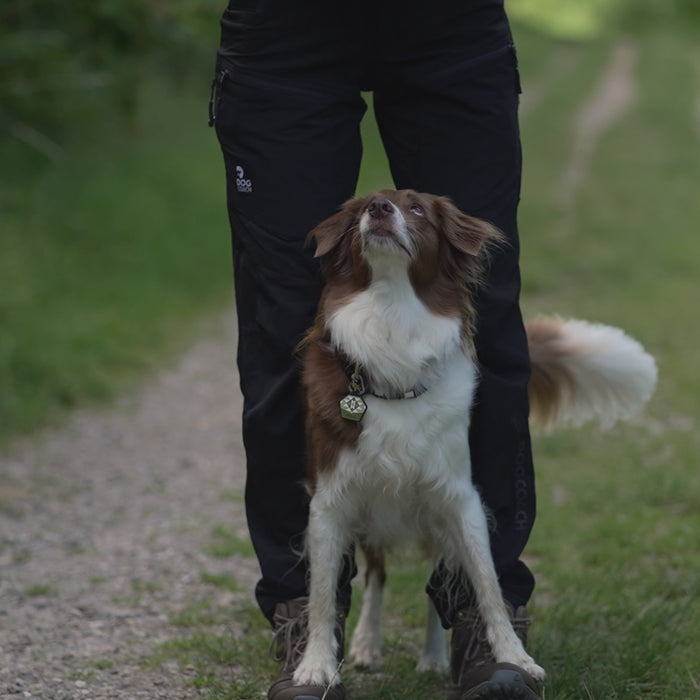 Dog Walker Allround Hose | Regular | Beetle | Auri